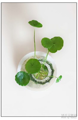 【夏日小清新】