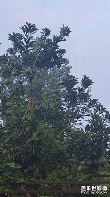 重慶大渡口早晨