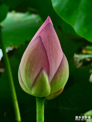 【不負美好】+潔凈荷花