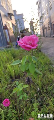 風景，花草，夜景，美