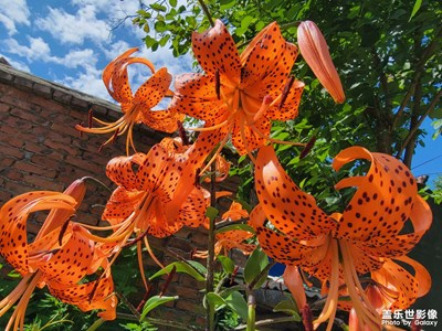 【閃亮的日子】+向往的農家生活