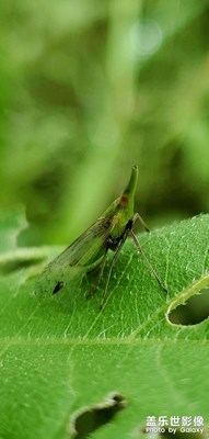 隨手拍～各種昆蟲