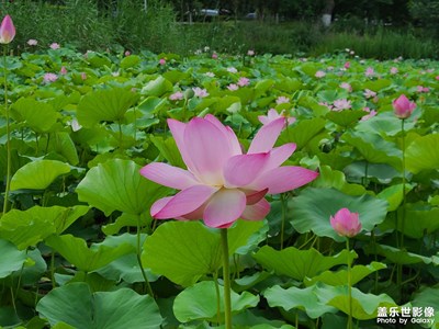 校園里的荷花