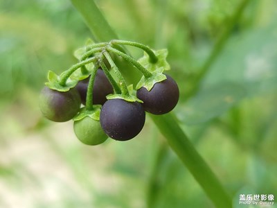 龍葵，小時候的味道