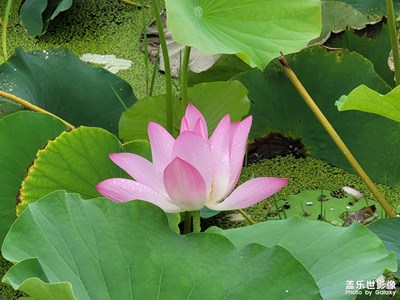 我的三星隨手拍