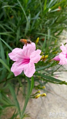 花，蟲??