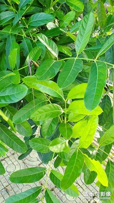 揭陽(yáng)