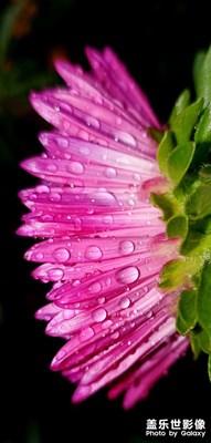 隨手拍【綻放】