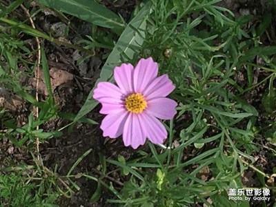 隨手拍