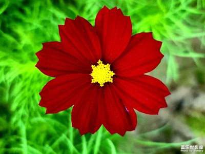 這花真的太假了吧