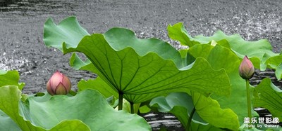 公園一瞥