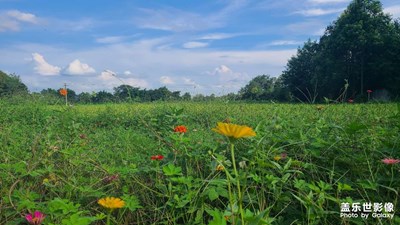 煙火人間 稻花香里說(shuō)豐年