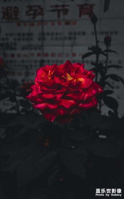 好看