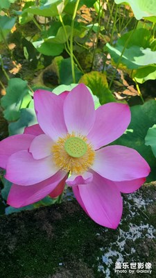 靜默時(shí)光 喝茶賞花慢生活