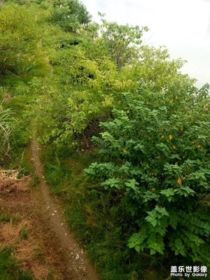 堤外的岸地