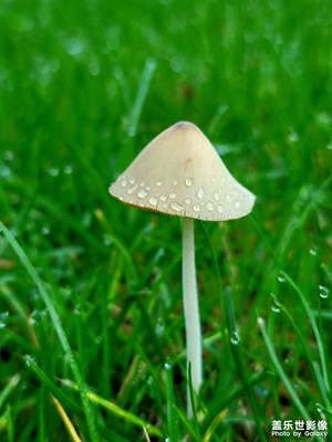 送你一把小雨傘