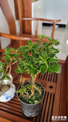 綠意盎然