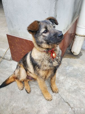 【神奇的動物】 中華田園犬