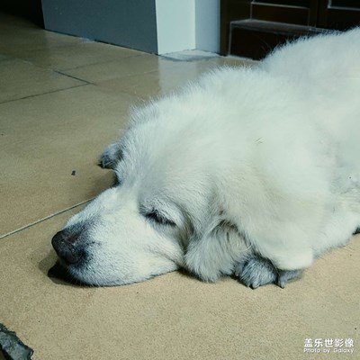 【神奇的動物】  一天到晚都在睡覺的狗