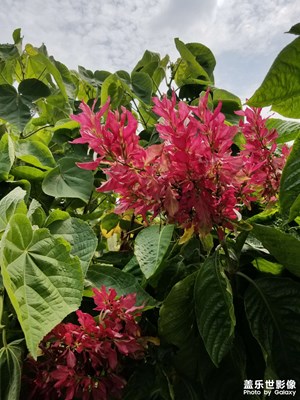 悠閑逛公園，拍拍花！