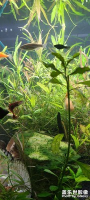 我的魚魚蝦蝦還有小豚咂????????