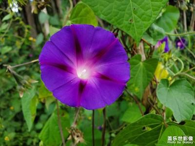 院外的牽?；ㄩ_了