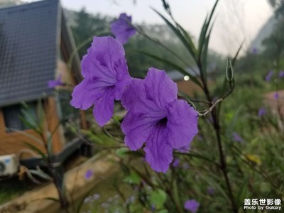 用拍照無敵的三星s8拍出最美的花！
