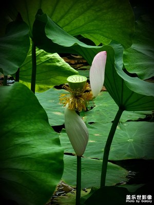 無可奈何花落去
