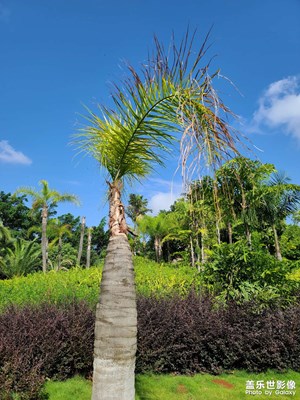 有藍(lán)天的日子