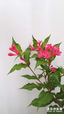 【我的假期我做主】賞花