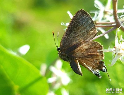 【發(fā)現(xiàn)美的眼睛】今年拍的蝴蝶