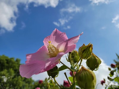 【發(fā)現(xiàn)美的眼睛】+芙蓉花