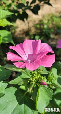 【形影不離】 秋花盛開