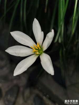 專業(yè)模式和自動(dòng)場(chǎng)景識(shí)別比較