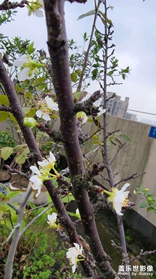 【身邊的美好】+這是冬天進(jìn)行中，春天就來(lái)了？
