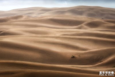 【身邊的美好】草原和草原邊的沙漠