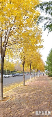 公司旁邊的落葉