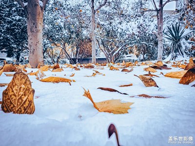 北京突如其來的一場大雪
