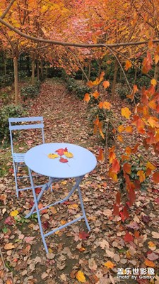 【立冬】+都江堰金陽(yáng)村紅楓銀杏