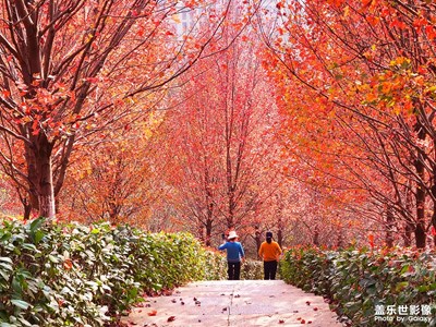 【創(chuàng)意生活】愛在深秋