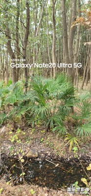 同里濕地公園的處冬天