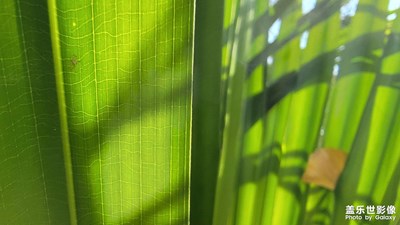 冬日午后陽光下的自然