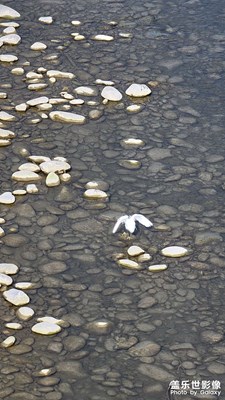 這個(gè)到底是啥子鳥