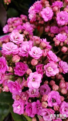 【城市漫游記】 逛花市