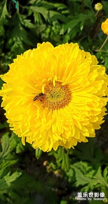 東菊灼灼