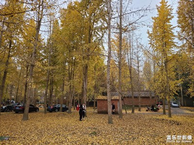 鴨腳黃，秋風(fēng)響