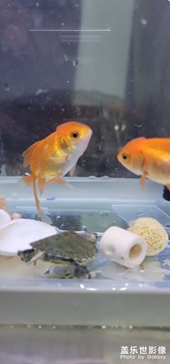 小金魚