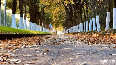 Galaxy S21U 秋天的街道