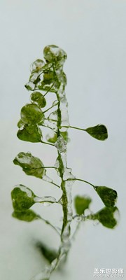 【難忘2021】+冰凍萬物