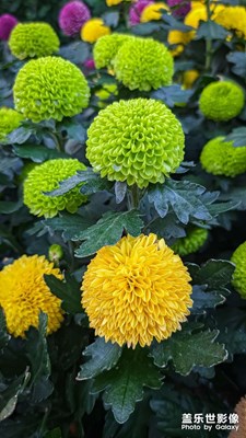 【光影瞬間】+菊花朵朵向太陽(yáng)
